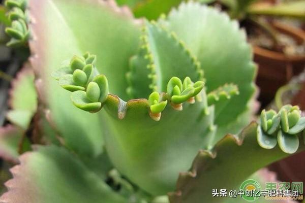 落地生根怎么施肥，生根肥什么時(shí)候施最好?