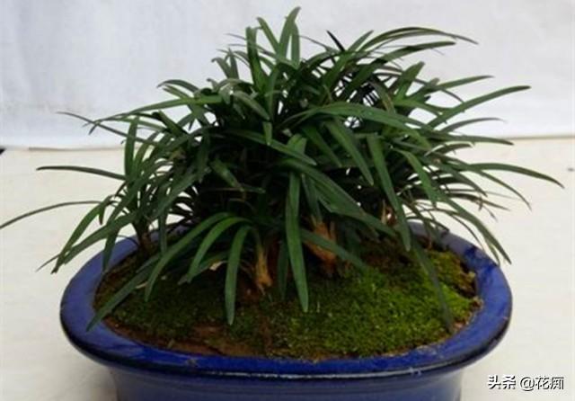 菖蒲盆景怎么過(guò)冬?，新手如何養菖蒲?