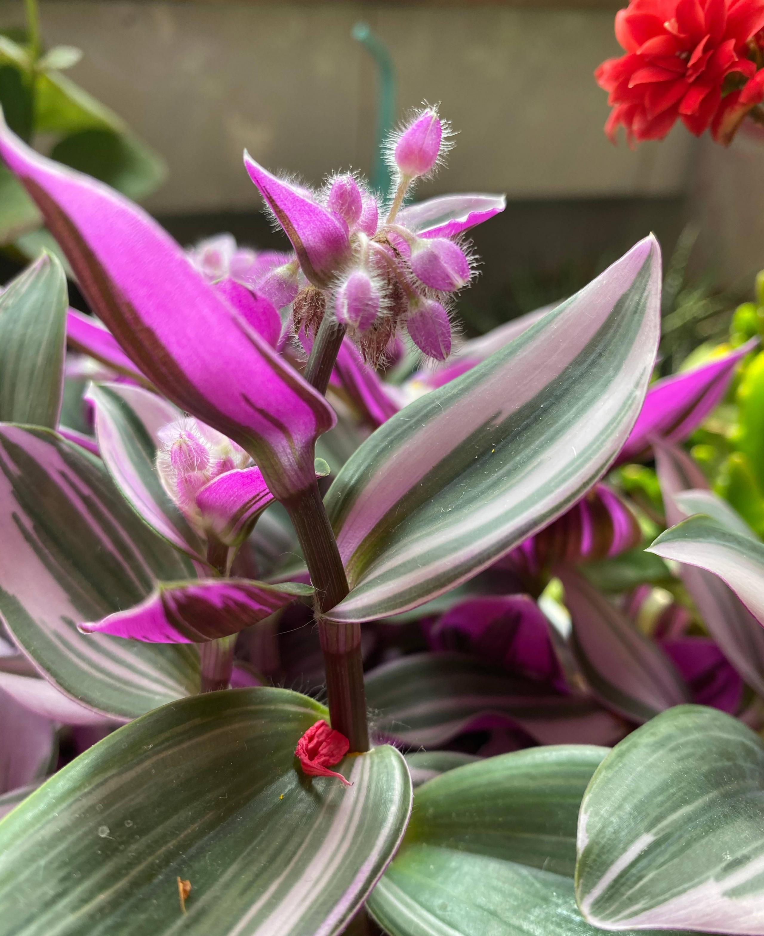 油畫(huà)吊蘭怎么養，怎么扦插，吊蘭扦插方法圖解?