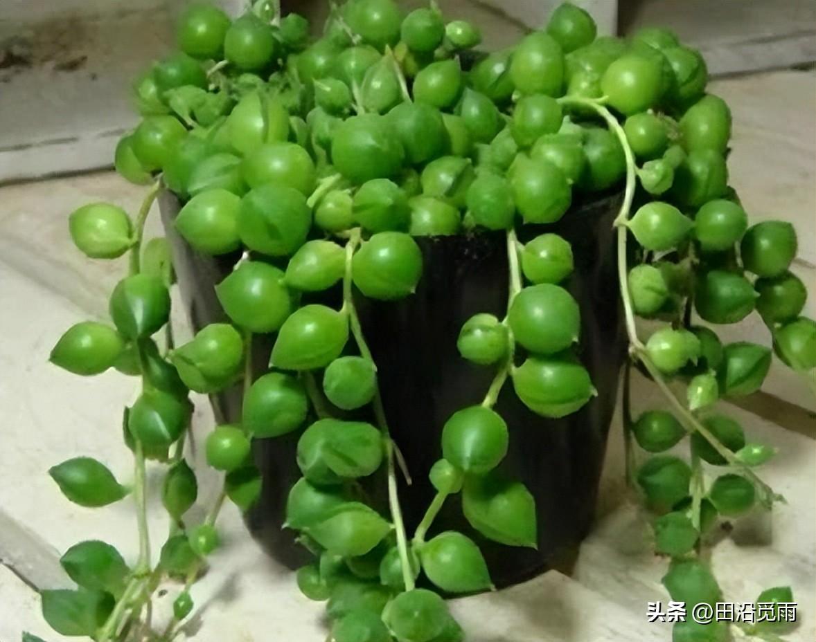 魚(yú)嘴吊蘭怎么養殖方法，怎么施肥，小嘴魚(yú)能養殖嗎?