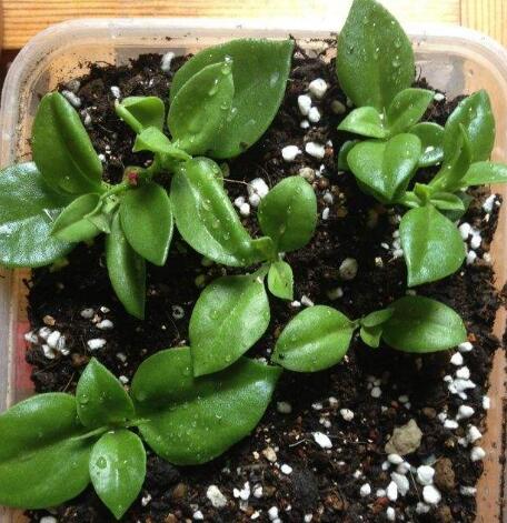 怎么讓牡丹吊蘭爆盆，怎么扦插，牡丹吊蘭水培圖片?