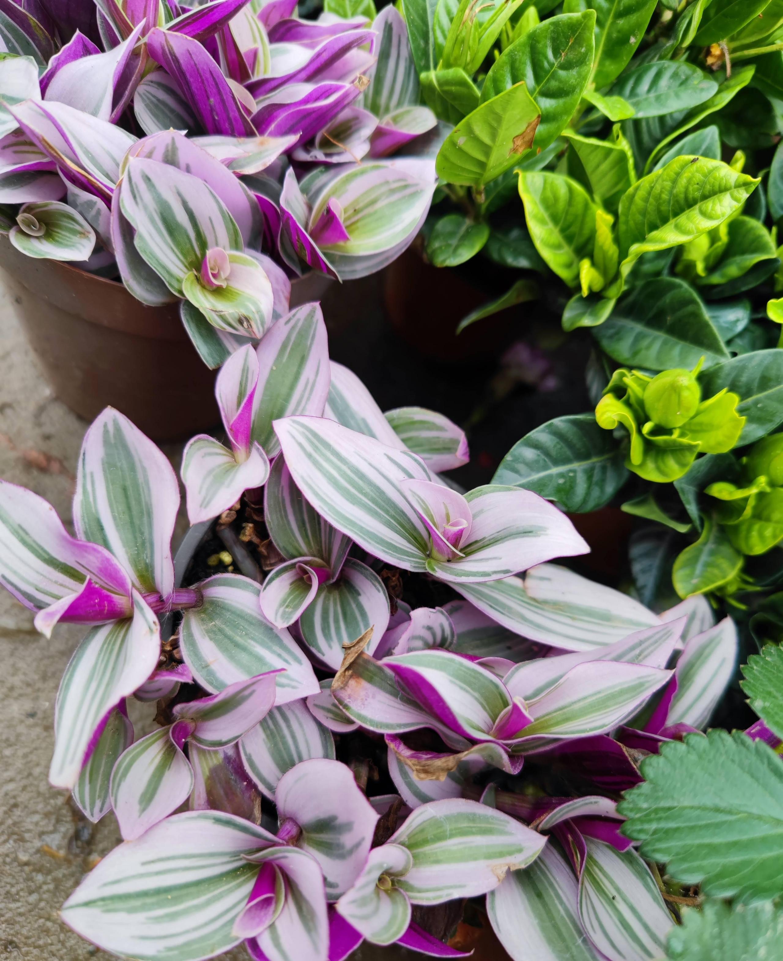 油畫(huà)吊蘭怎么養，怎么扦插，吊蘭扦插方法圖解?