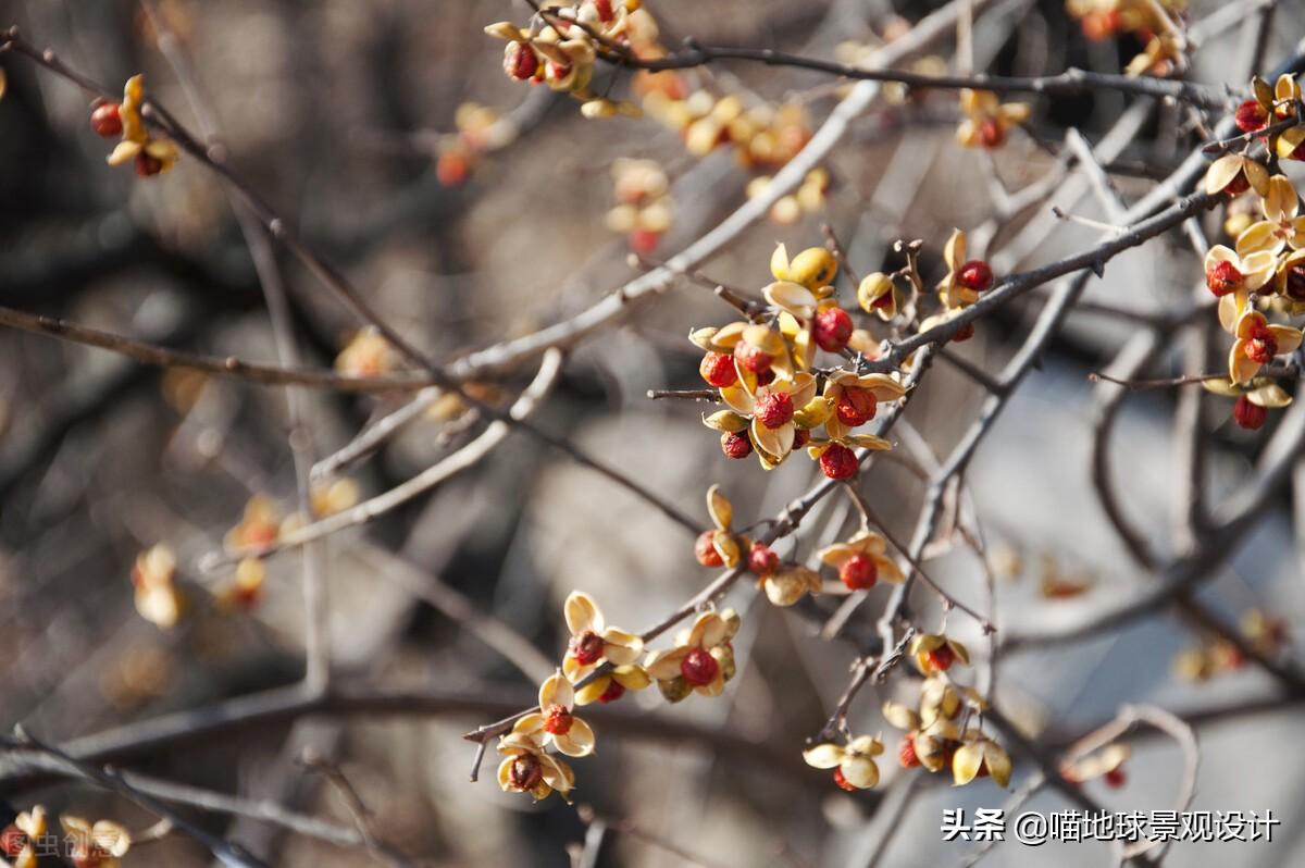 長(cháng)春蔓開(kāi)花嗎，長(cháng)春蔓和常春藤一樣嗎?