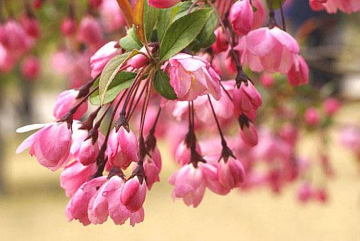 怎么讓垂枝海棠二次開(kāi)花，皇家美人垂枝海棠?