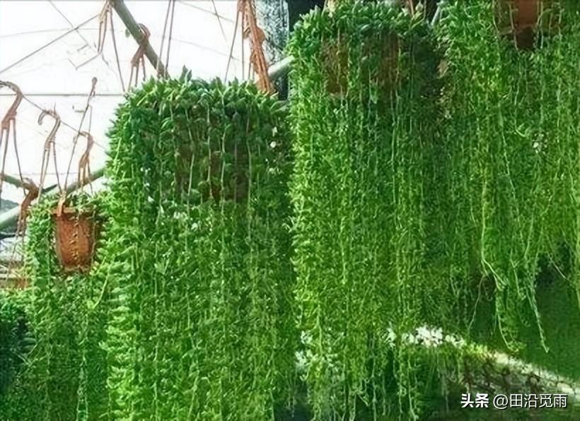 魚(yú)嘴吊蘭怎么養殖方法，怎么施肥，小嘴魚(yú)能養殖嗎?