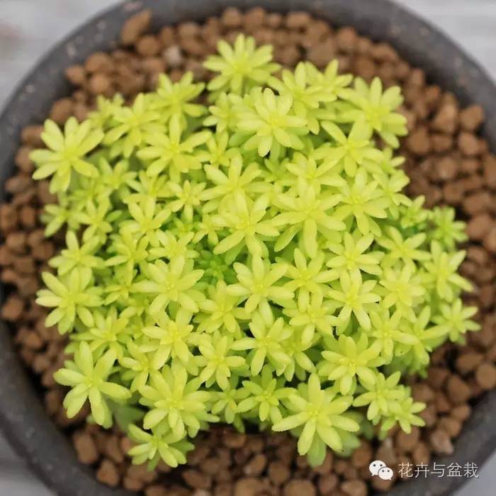 薄雪萬(wàn)年草開(kāi)花嗎，薄雪萬(wàn)年草耐寒多少度?