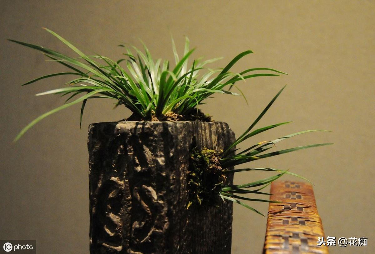 菖蒲盆景怎么過(guò)冬?，新手如何養菖蒲?