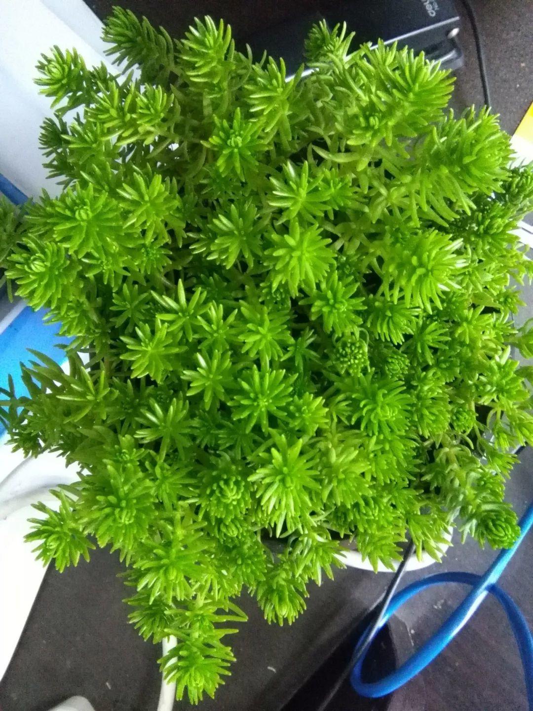 薄雪萬(wàn)年草怎么過(guò)冬，薄雪萬(wàn)年草和佛甲草區別?