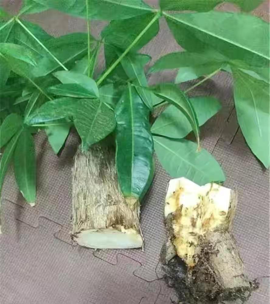 不夜城的分株繁殖，蝴蝶蘭是怎么繁殖的?