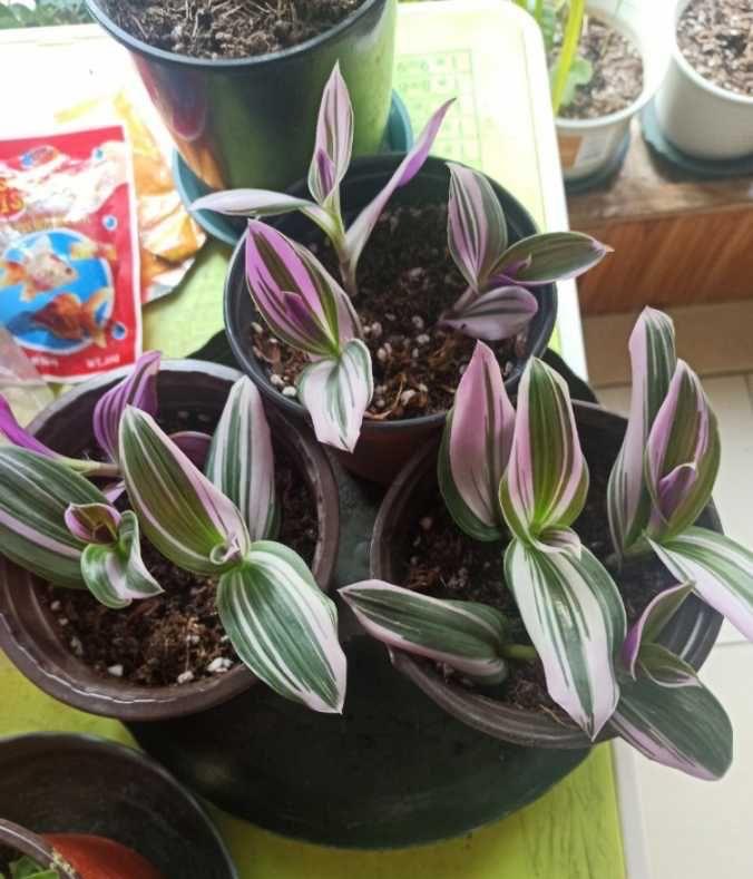 油畫(huà)吊蘭怎么養，怎么扦插，吊蘭扦插方法圖解?