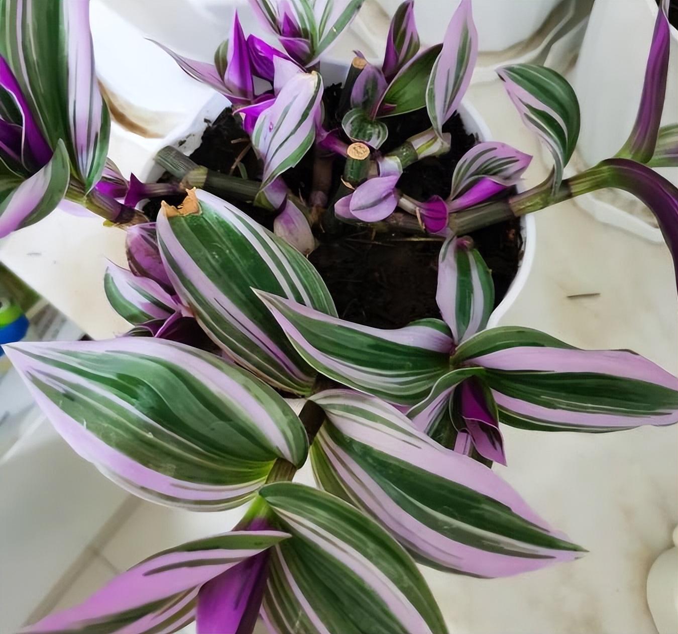 油畫(huà)吊蘭怎么養，怎么扦插，吊蘭扦插方法圖解?