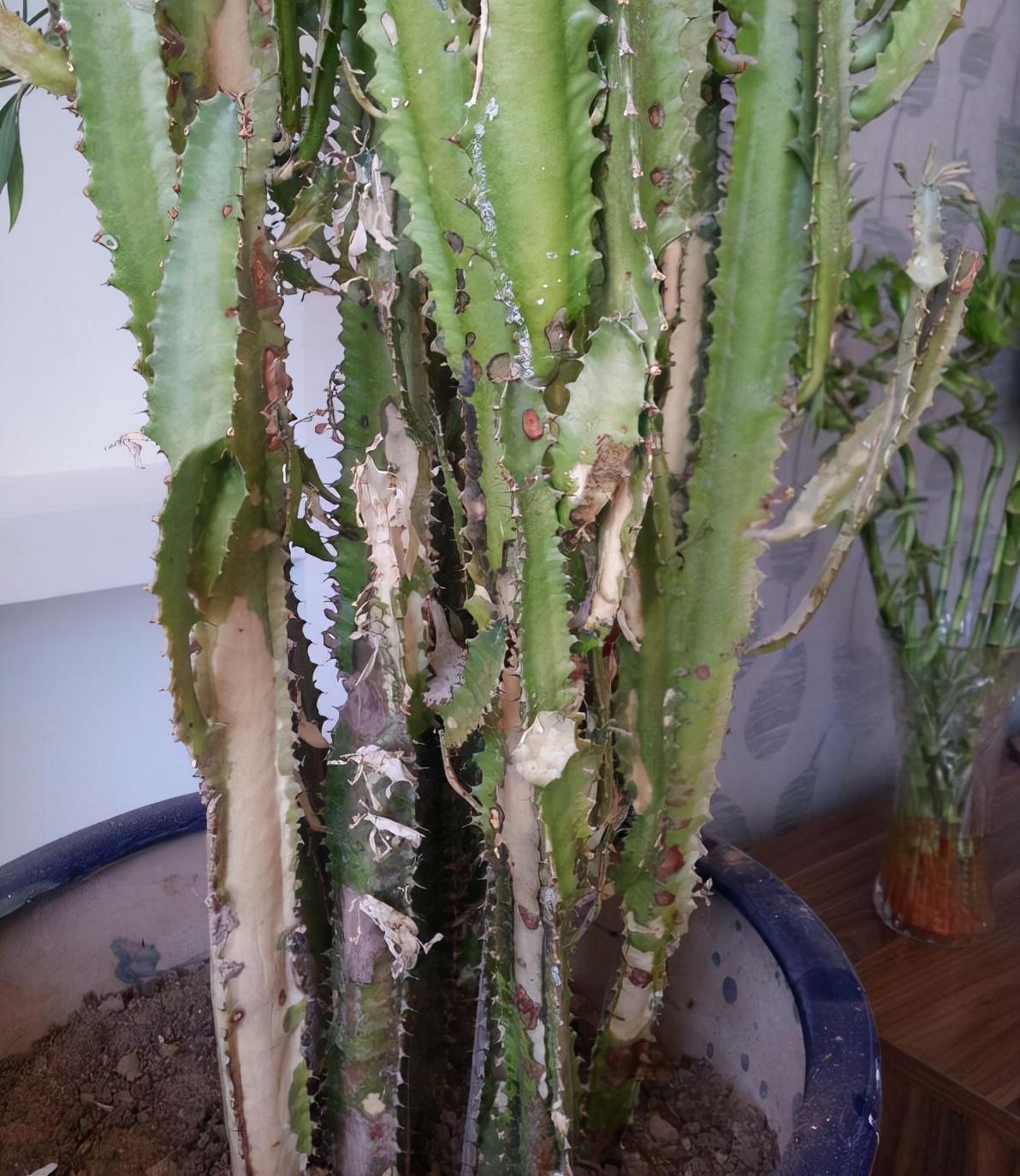 不夜城的分株繁殖，蝴蝶蘭是怎么繁殖的?