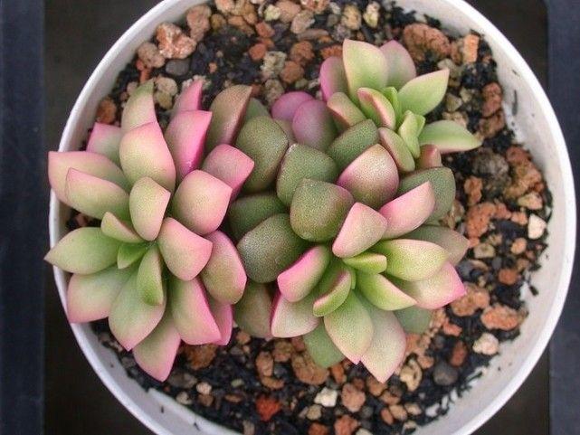 春夢(mèng)殿錦徒長(cháng)了怎么辦，春夢(mèng)殿錦葉片發(fā)軟?