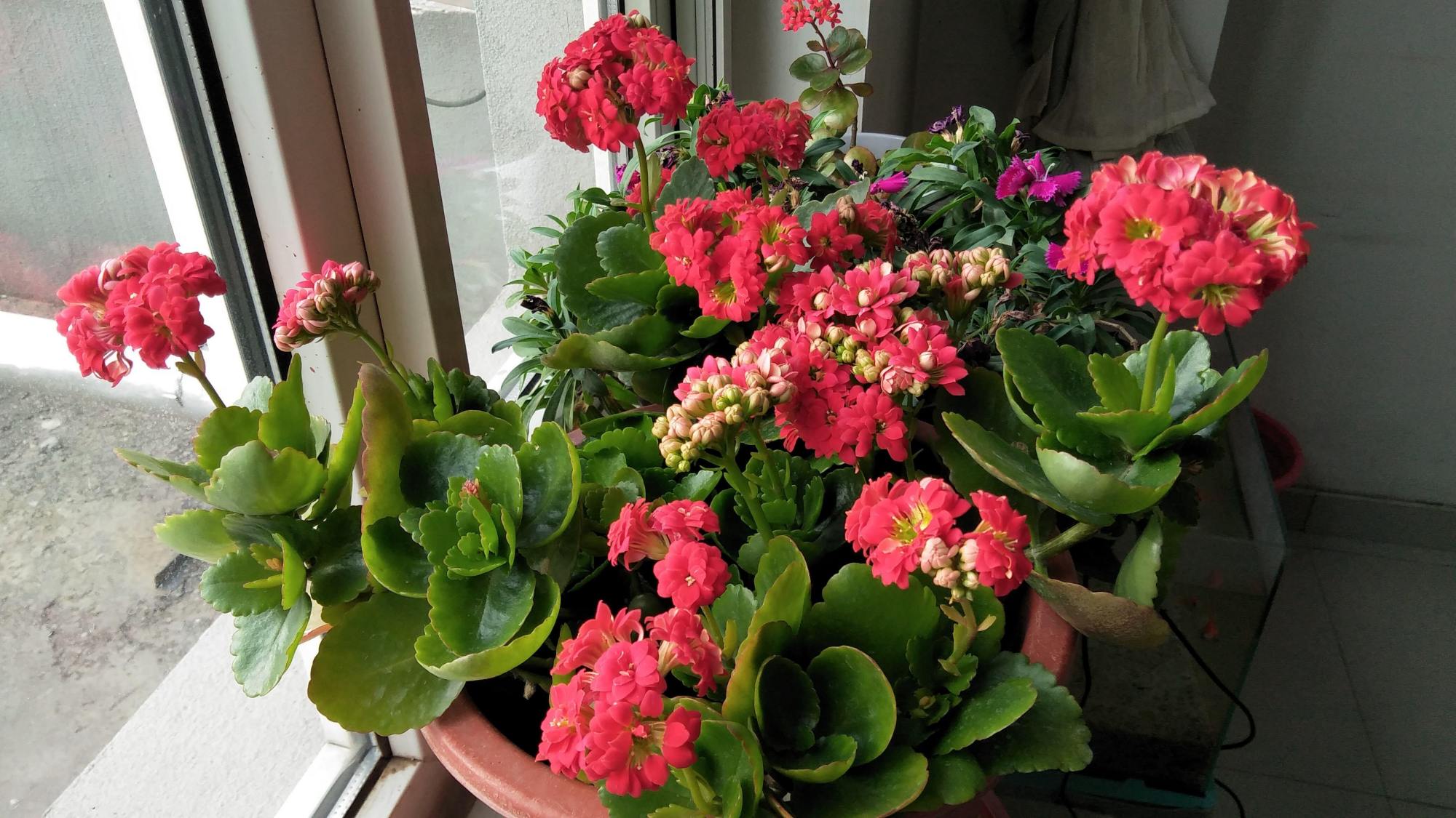 落地生根怎么摘心，落地生根怎么修剪?