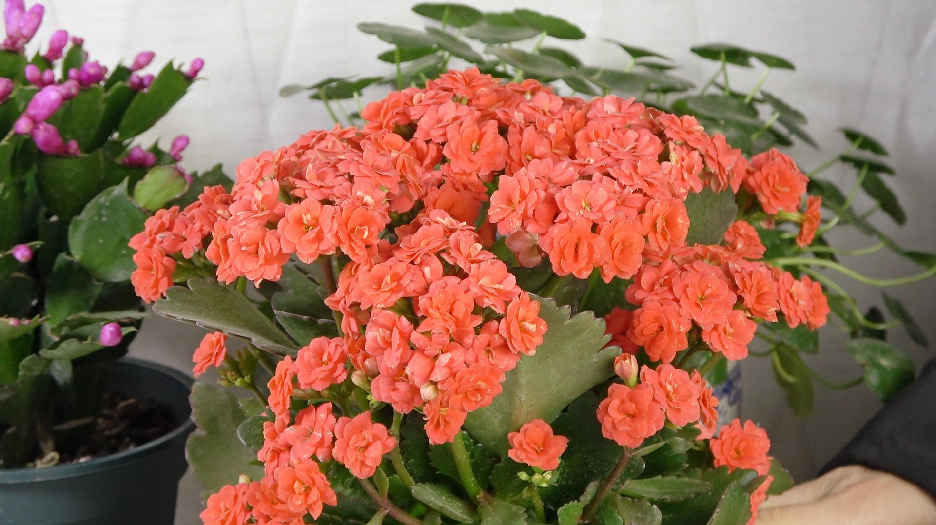 落地生根怎么摘心，落地生根怎么修剪?