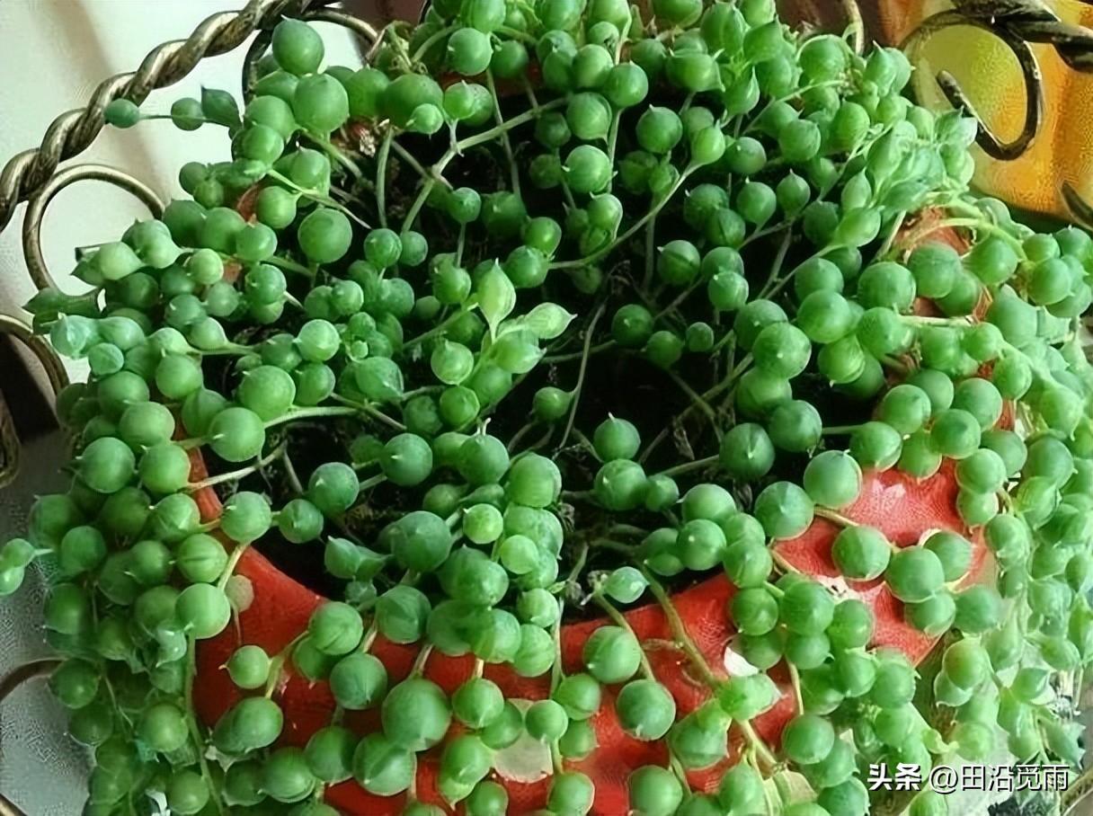 魚(yú)嘴吊蘭怎么養殖方法，怎么施肥，小嘴魚(yú)能養殖嗎?