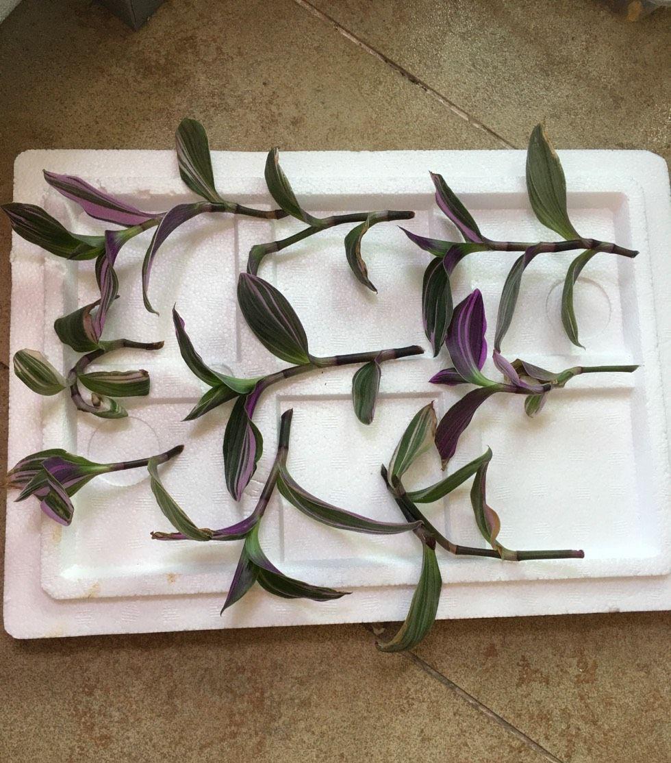 油畫(huà)吊蘭怎么養，怎么扦插，吊蘭扦插方法圖解?