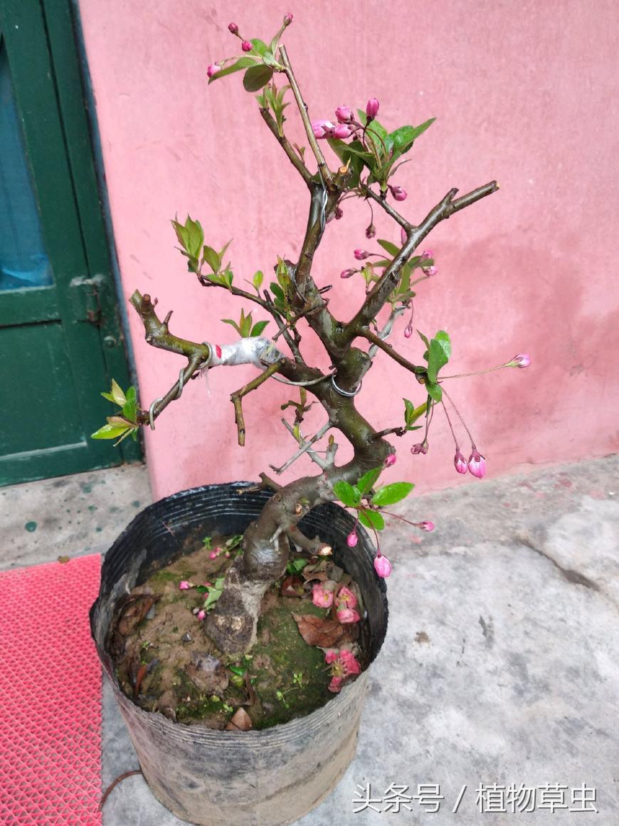 垂枝海棠什么時(shí)候開(kāi)花，垂枝海棠和垂絲海棠?