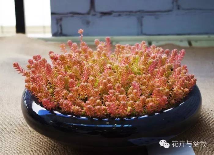 薄雪萬(wàn)年草開(kāi)花嗎，薄雪萬(wàn)年草耐寒多少度?