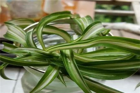 水培牡丹吊蘭的養殖方法和注意事項，水培會(huì )不會(huì )開(kāi)花，水培綠蘿放啥長(cháng)得快?