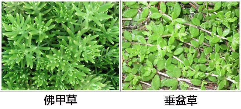 薄雪萬(wàn)年草怎么過(guò)冬，薄雪萬(wàn)年草和佛甲草區別?