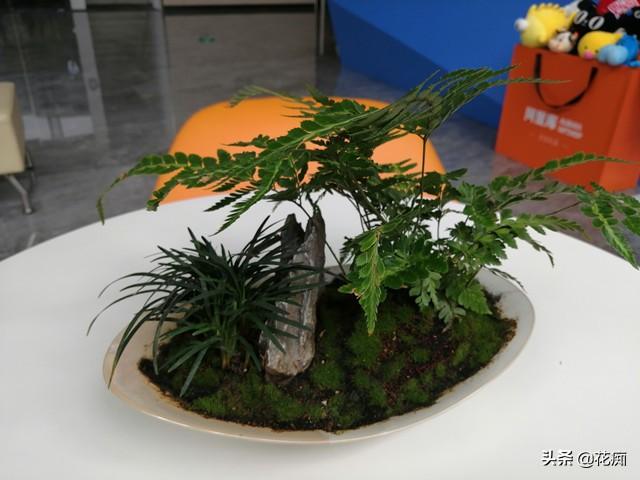 菖蒲盆景怎么過(guò)冬?，新手如何養菖蒲?