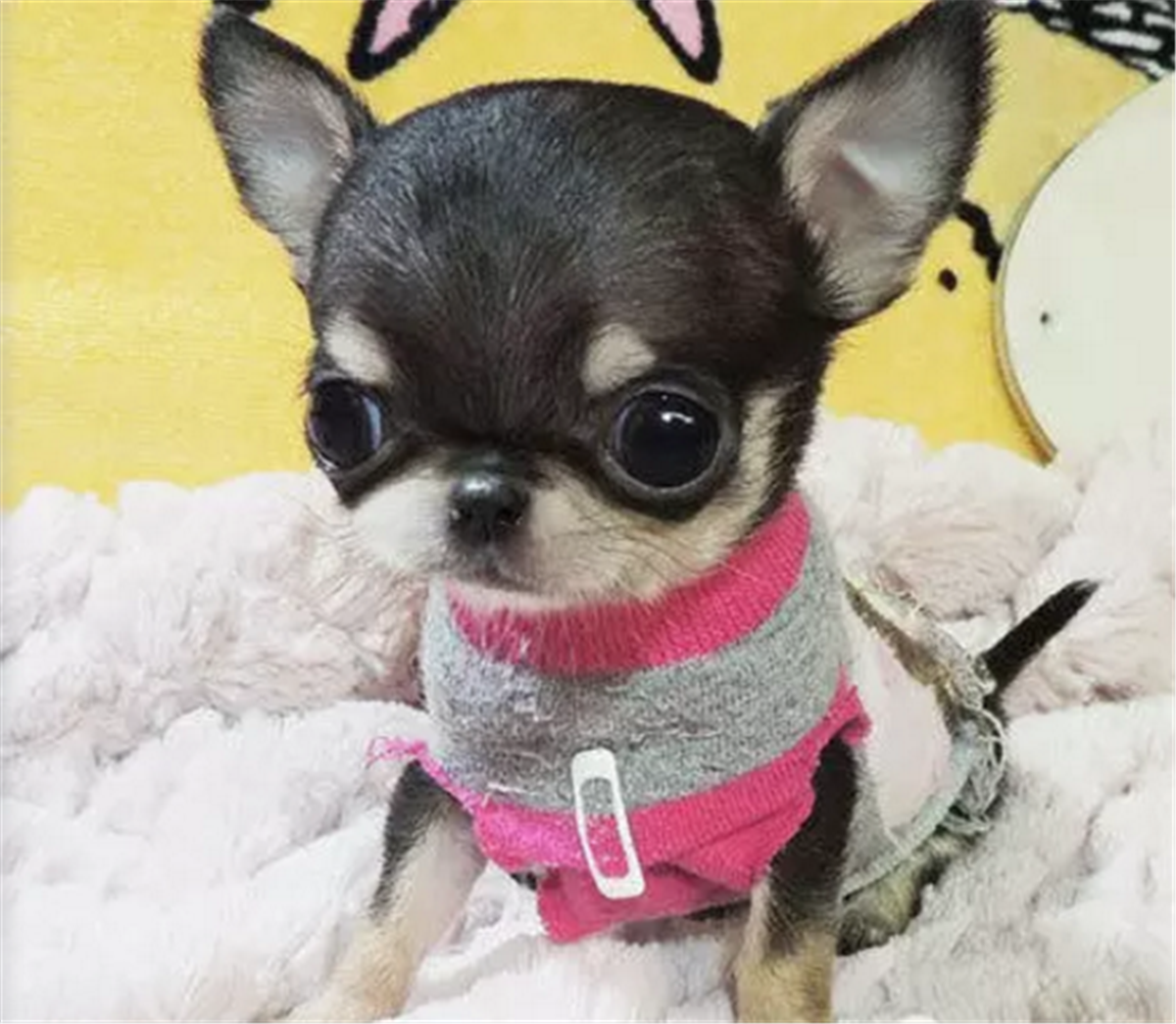 怎樣挑選吉娃娃幼犬(小型犬吉娃娃的品種及價(jià)格) 怎樣挑選吉娃娃幼犬(小型犬吉娃娃的品種及價(jià)格)