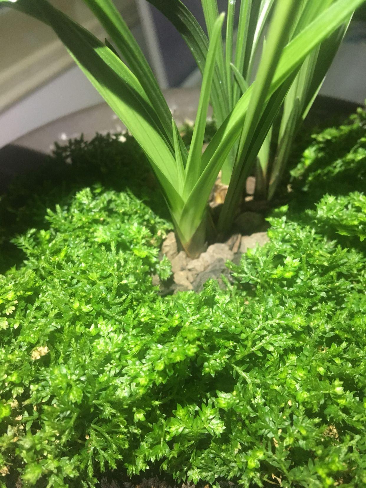 翠云草怎么繁殖，翠云草怎么爆盆?