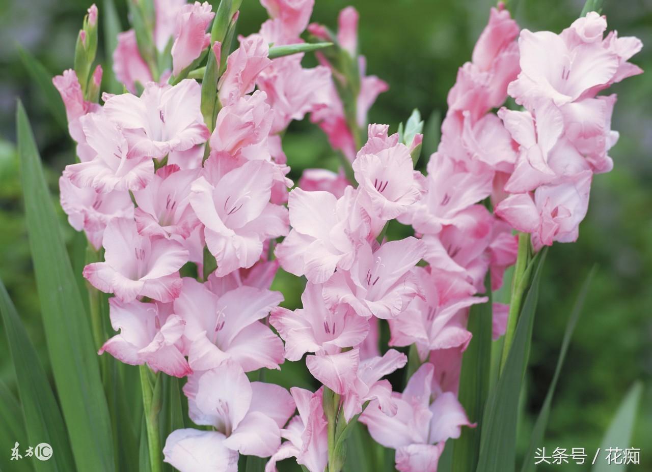 唐菖蒲什么時(shí)候開(kāi)花，唐菖蒲一年開(kāi)幾次花?