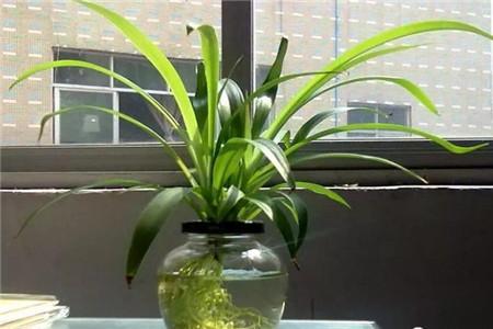 水培牡丹吊蘭的養殖方法和注意事項，水培會(huì )不會(huì )開(kāi)花，水培綠蘿放啥長(cháng)得快?