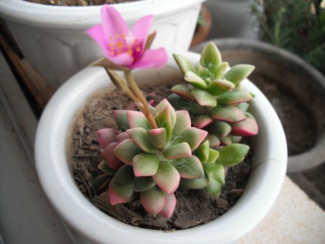 春夢(mèng)殿錦徒長(cháng)了怎么辦，春夢(mèng)殿錦葉片發(fā)軟?