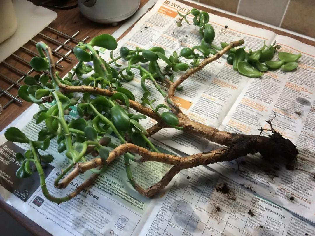 不夜城的分株繁殖，蝴蝶蘭是怎么繁殖的?