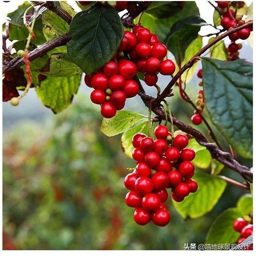 長(cháng)春蔓開(kāi)花嗎，長(cháng)春蔓和常春藤一樣嗎?