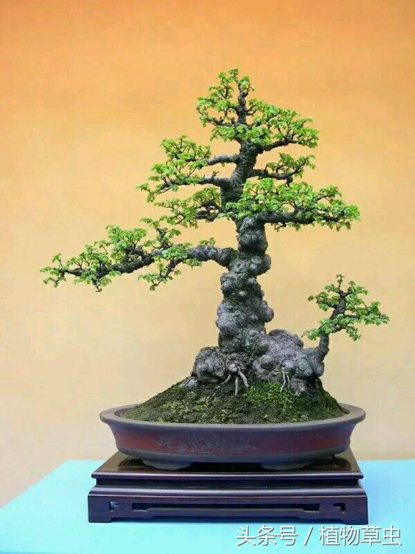 垂枝海棠什么時(shí)候開(kāi)花，垂枝海棠和垂絲海棠?