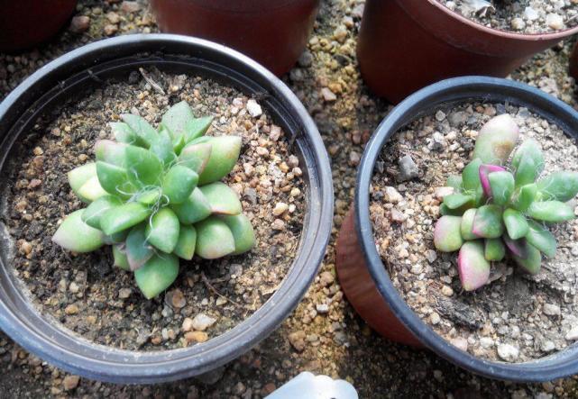 春夢(mèng)殿錦徒長(cháng)了怎么辦，春夢(mèng)殿錦葉片發(fā)軟?