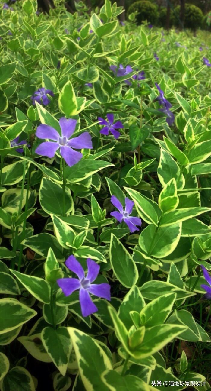 長(cháng)春蔓開(kāi)花嗎，長(cháng)春蔓和常春藤一樣嗎?