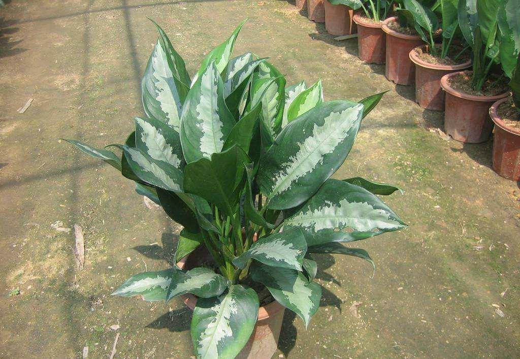 粗肋草的扦插繁殖，粗肋草品種?