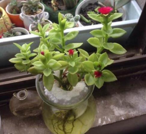 怎么讓牡丹吊蘭爆盆，怎么扦插，牡丹吊蘭水培圖片?