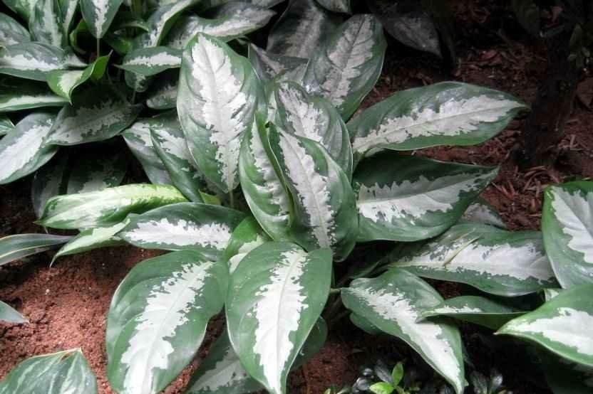 粗肋草的扦插繁殖，粗肋草品種?