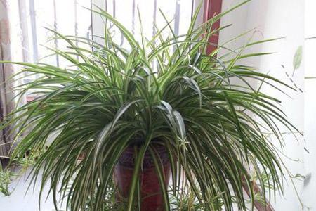 吊蘭施肥方法，用什么肥好，吊蘭喜歡什么肥?