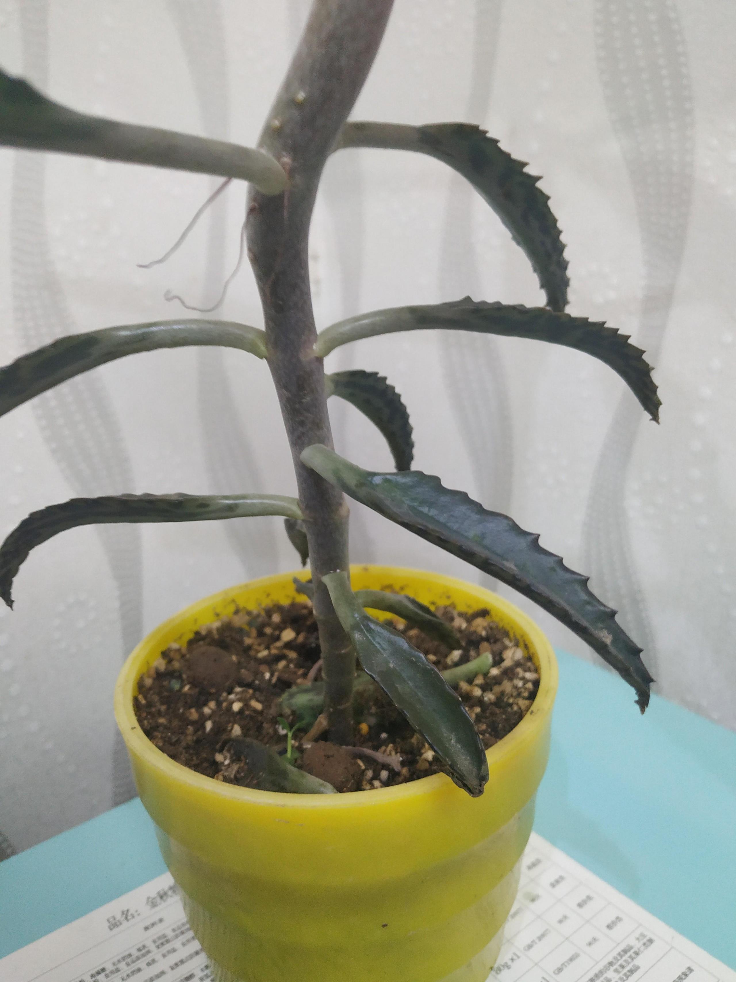落地生根的繁殖方法，落地生根扦插方法?