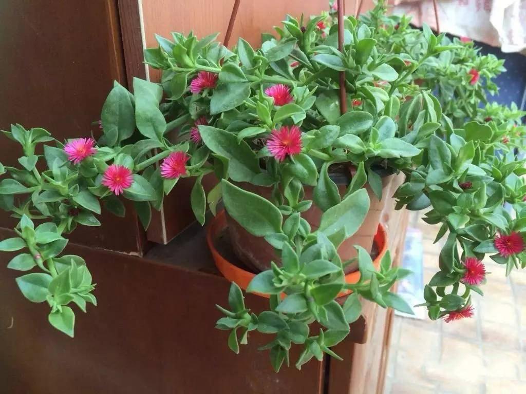 怎么讓牡丹吊蘭爆盆，怎么扦插，牡丹吊蘭水培圖片?