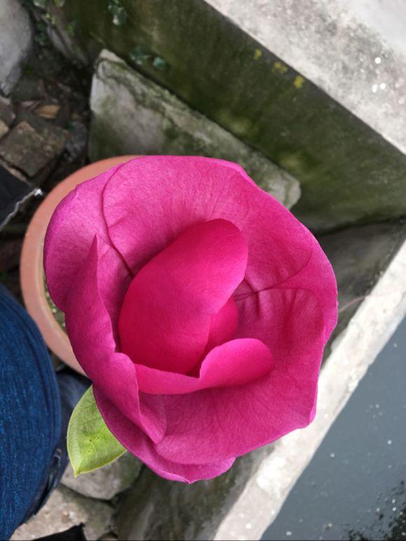 白玉蘭怎么澆水，白玉蘭花多久澆一次水?