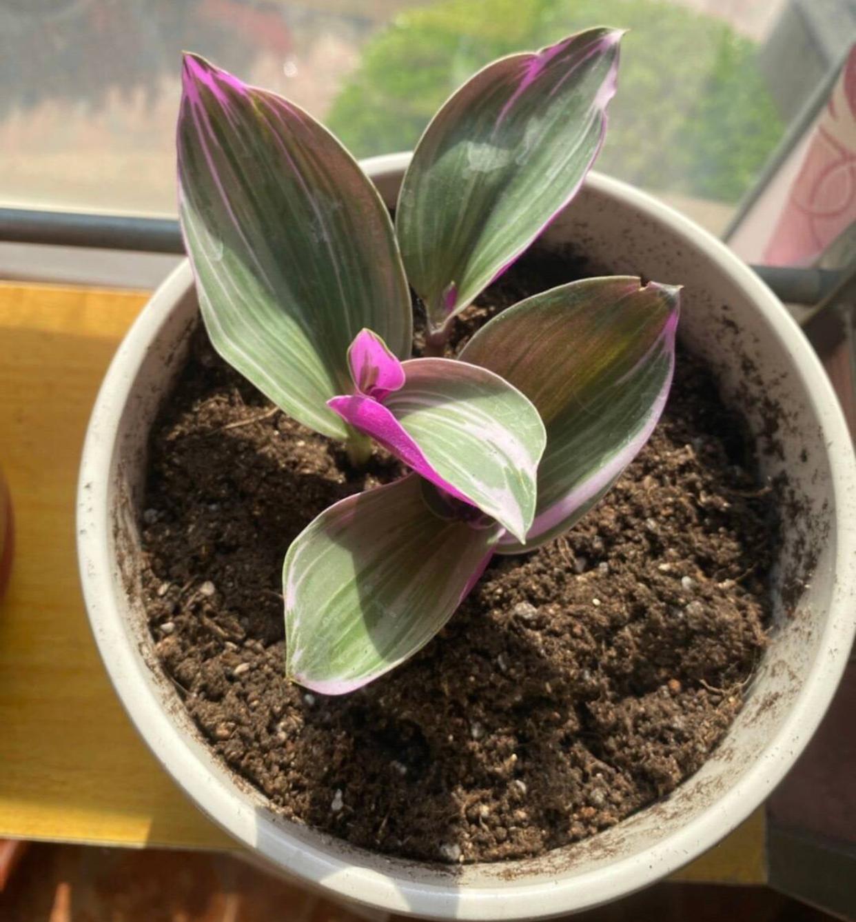 油畫(huà)吊蘭怎么養，怎么扦插，吊蘭扦插方法圖解?