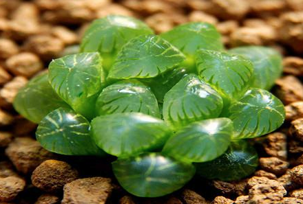 草玉露徒長(cháng)怎么辦，玉露一直竄高怎么辦?