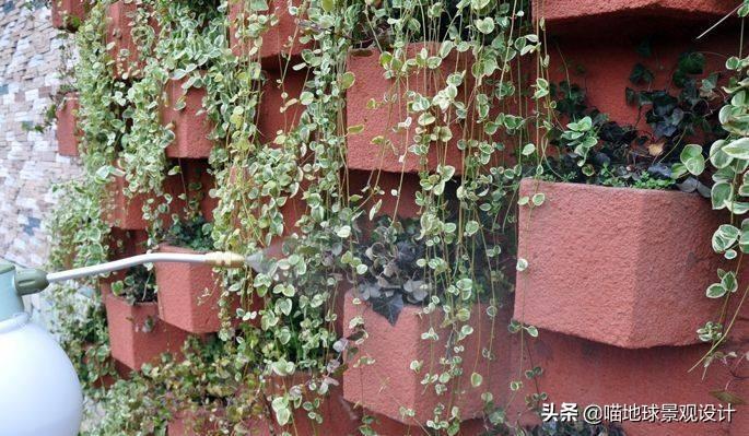 長(cháng)春蔓開(kāi)花嗎，長(cháng)春蔓和常春藤一樣嗎?