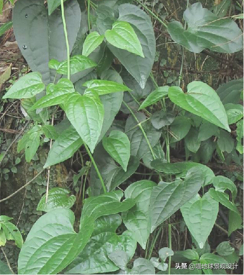 長(cháng)春蔓開(kāi)花嗎，長(cháng)春蔓和常春藤一樣嗎?