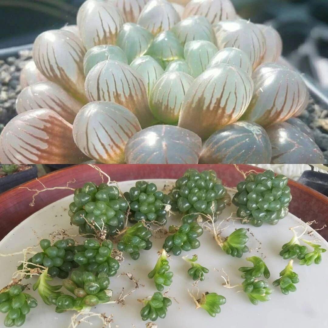 草玉露怎么澆水，這樣澆葉子更透亮了!，玉露干癟不服盆?