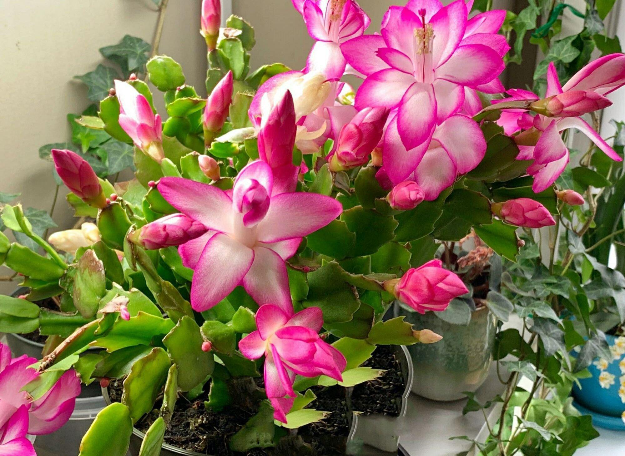 落地生根怎么摘心，落地生根怎么修剪?