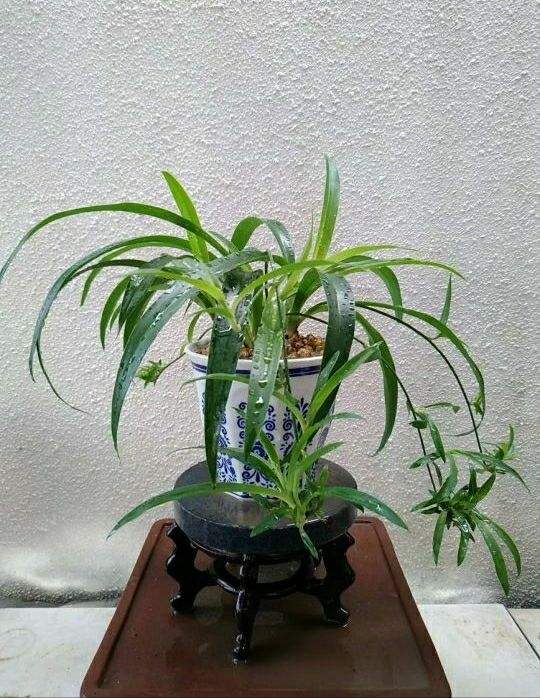 吊蘭冬天怎么過(guò)冬，冬天凍不死的吊蘭?